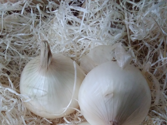 oignon doux des cévennes