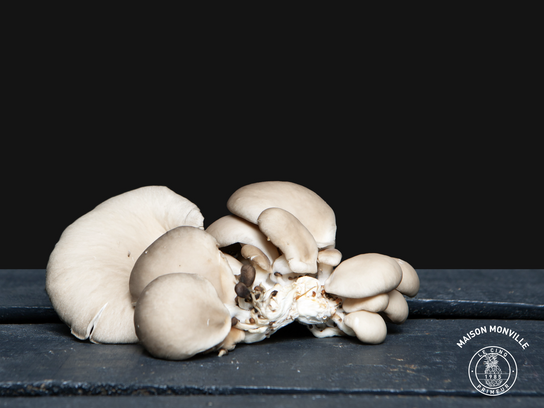 Pleurotes