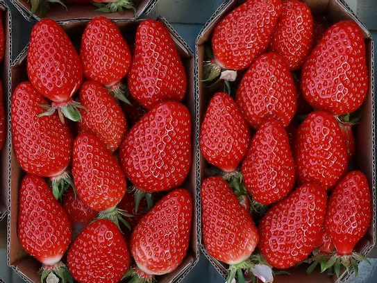 Fraises Charlottes