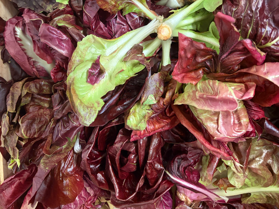 Salade Chicorée Rouge