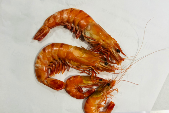 Gambas sauvage XXL