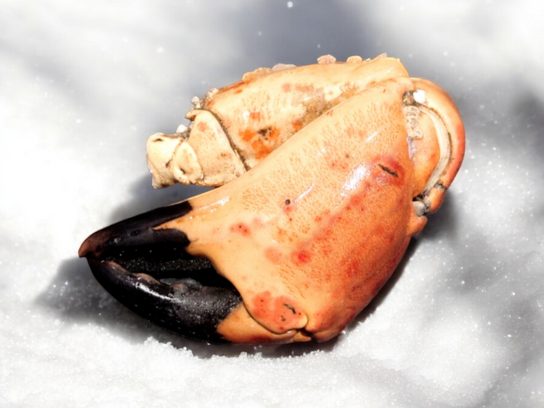 Pinces de tourteau cuites