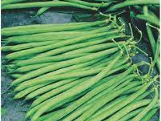 Haricots verts extra fin