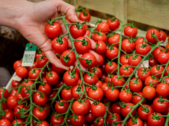 Tomates cerises grappe Rabelais