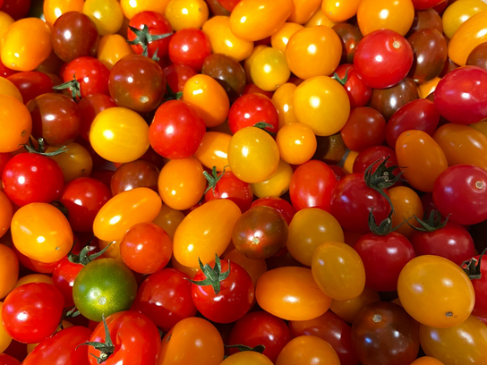 Tomates cerises multi color