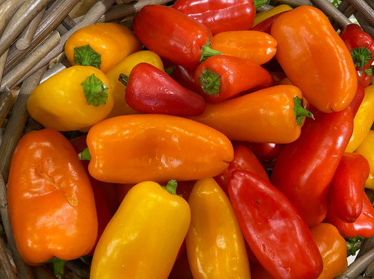 Mini poivrons multi couleur