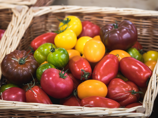 Tomates saveur d'antan multi color