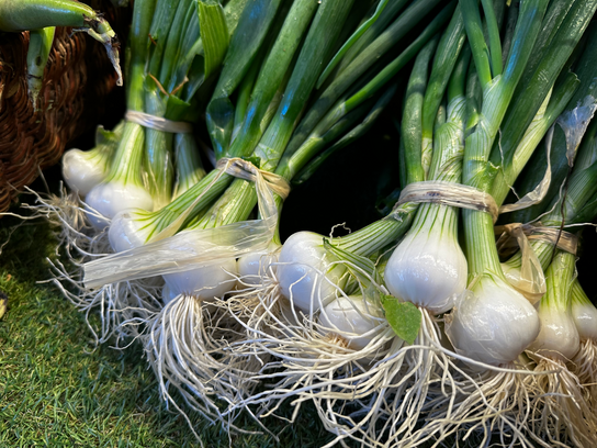 Oignons blanc botte