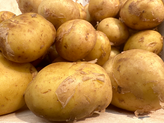 Pommes de terre Nouvelle Sirtema de Noirmoutier