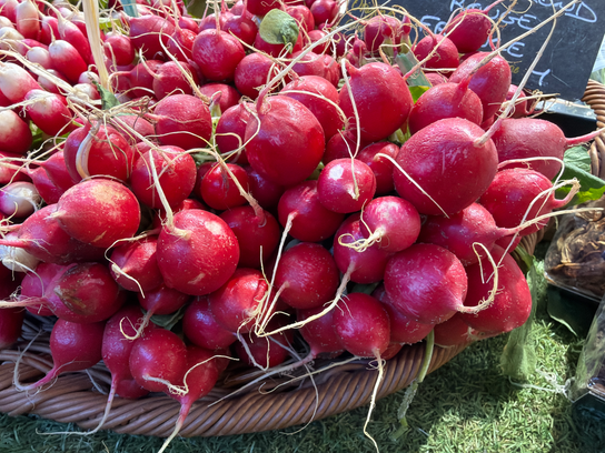 Radis rouge