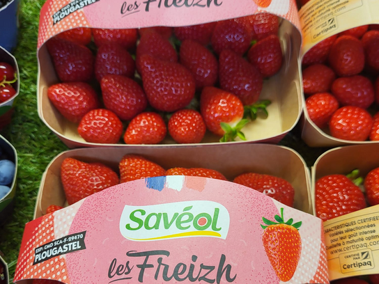 Fraise Floriguette