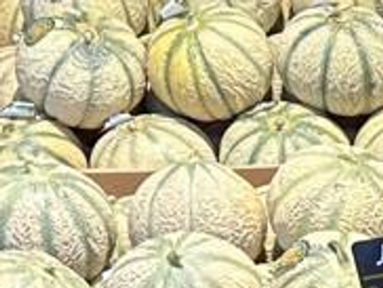 Melon Boule de miel - Charentais Jaune (Petit Calibre)