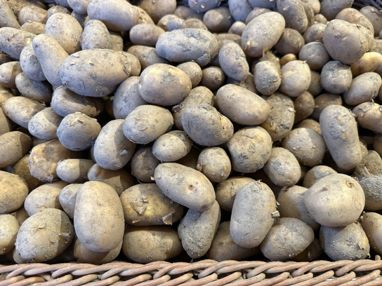 Pommes de terre nouvelles Starlette