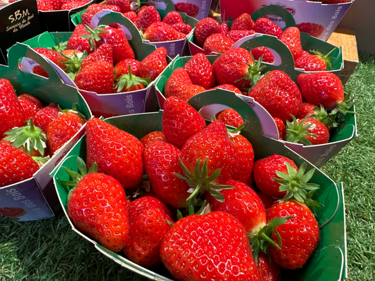 Fraises Mara des bois