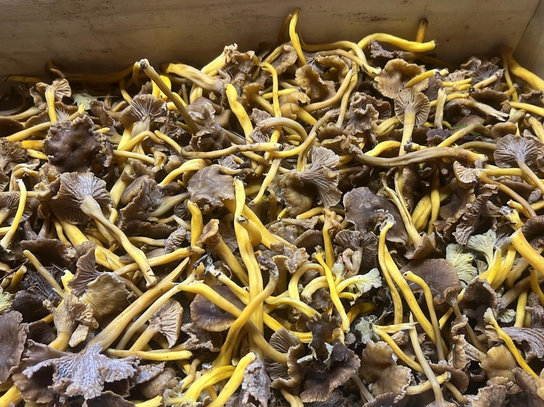 Champignon Chanterelles