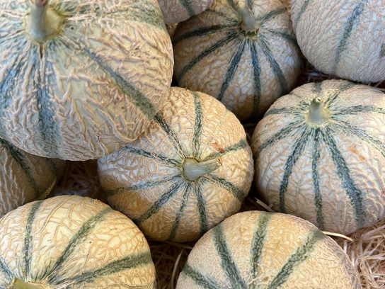 Melon charentais vert
