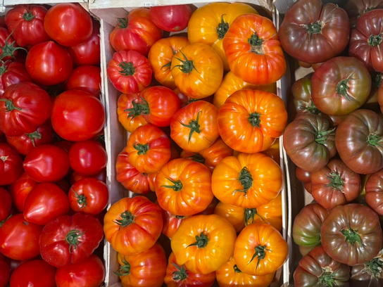 Tomates Ancienne - Pleine Terre - HERVÉ
