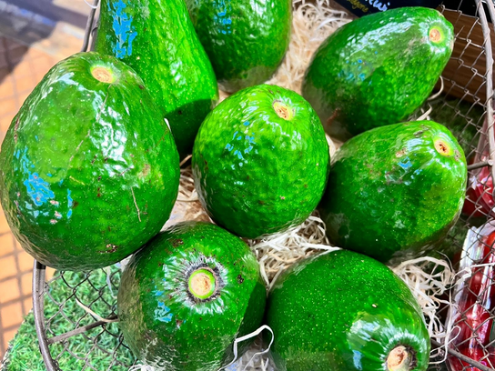 Avocat Tropical