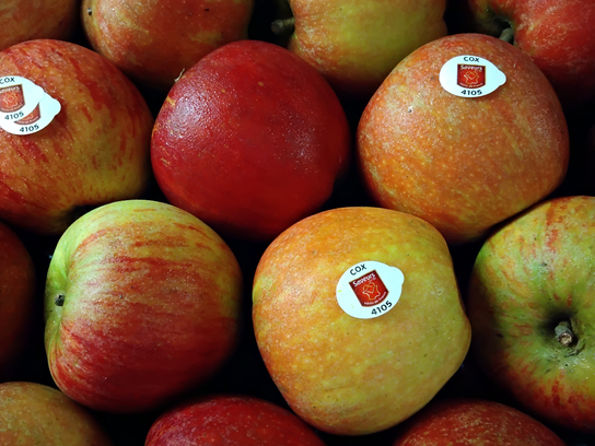 Pomme Cox Orange