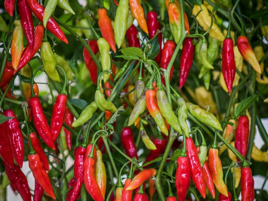 Piments BIO