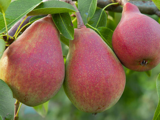 Poire William rouge bio