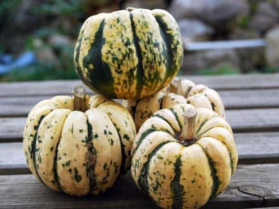 Courge Patidou bio