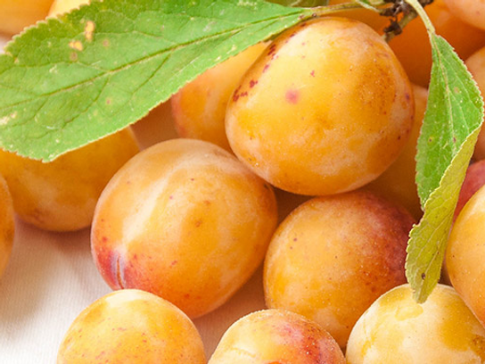 Prune mirabelle bio