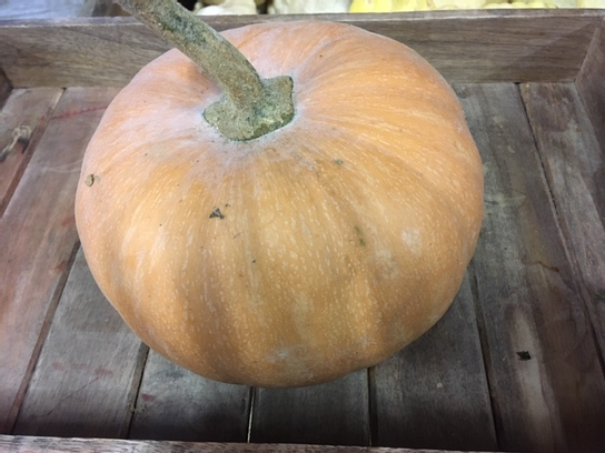Courge Carat Bio