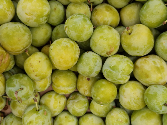 Prunes Reine Claude vars