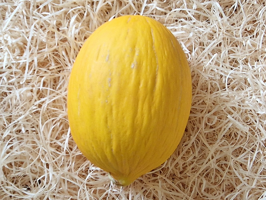 Melon d'eau jaune