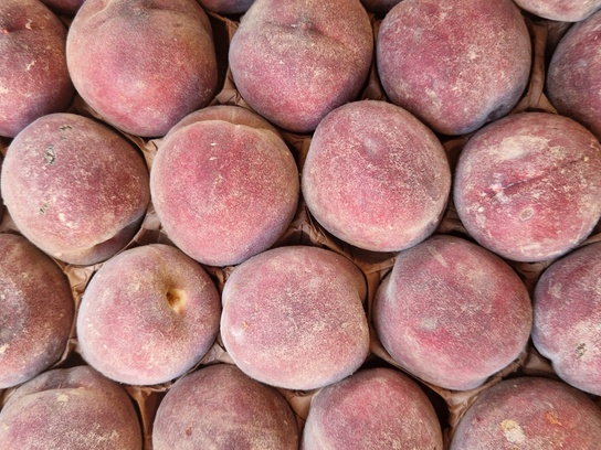 Pêches de vigne