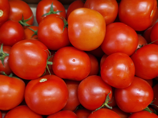 Tomates rondes pleine terre