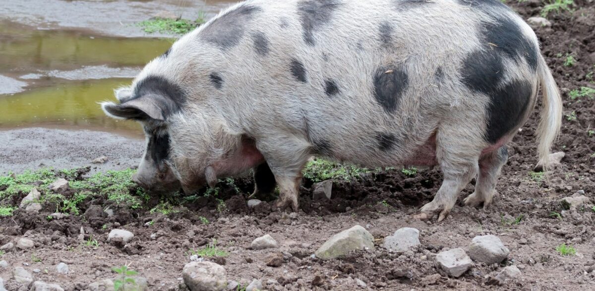 Porc de Bayeux