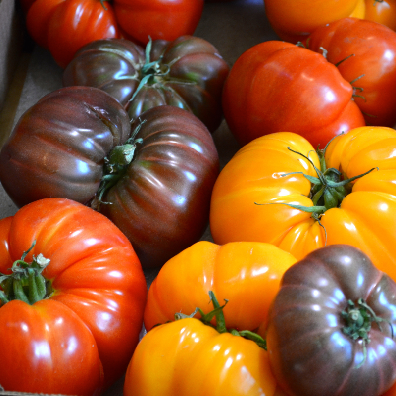 recette avec des tomates
