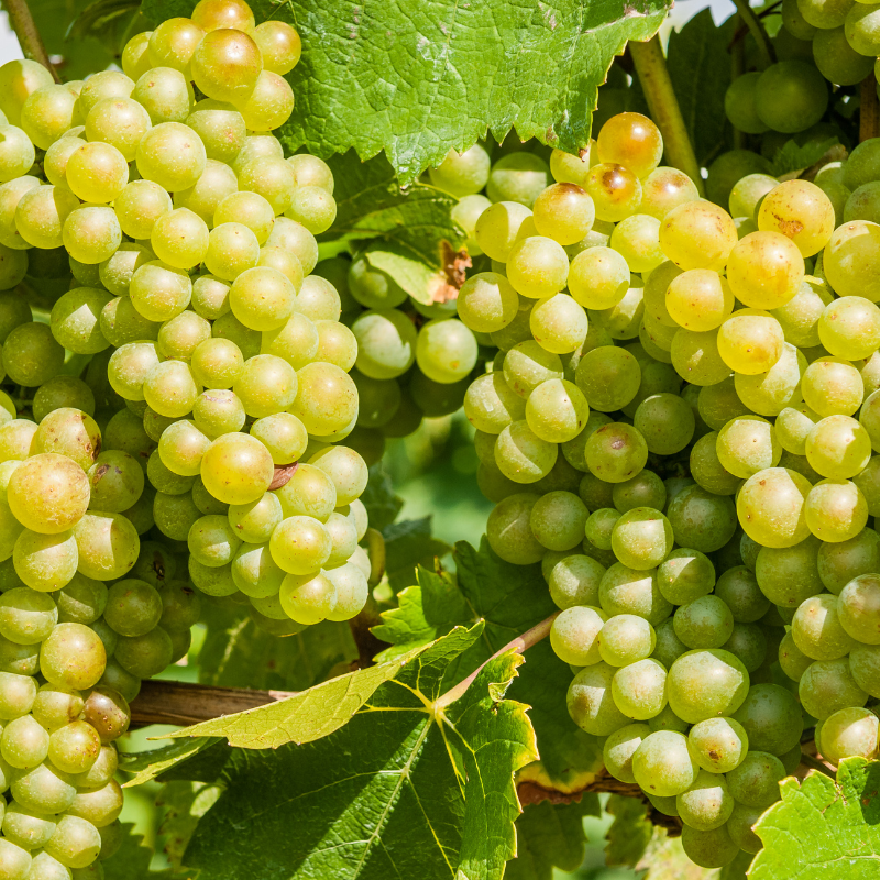 raisin blanc