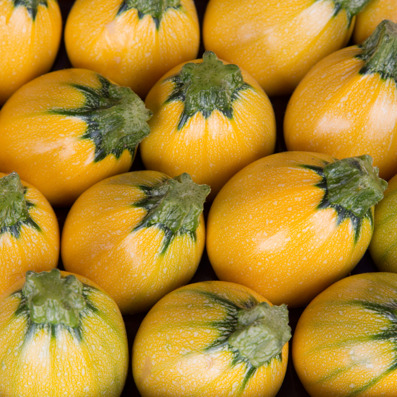 courgette jaune ronde
